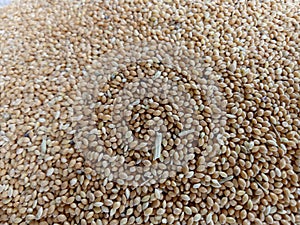 Pearl MilletÃÂ & x28;Pennisetum Glaucum& x29; photo